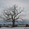 Beautiful tree in Springtime snow.