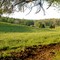 Green Pastures