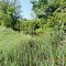 The Root River