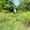 Local Flora