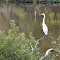 VIRGINIA: NEW KENT COUNTY: Goddins Pond with Great Egret (Ardea alba) fishing 4