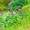 VIRGINIA: NEW KENT COUNTY: TOANO: Iris by the lake on the Hazelwood land