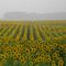 Sunflowers in the Mist