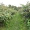Butlers Orchard Davis mill road