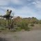 Old Saguaro, Gila Bend, AZ