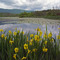 Wild Iris, Smiley's Pond, Egremont, MA 2008