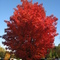 Cedarburg, WI fall colors