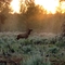 Elk crossing field at dusk-Grand Canyon