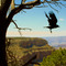 Grand Canyon Jackdaw