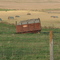 Wagon with hay pigs in the background