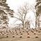 Andrew Johnson National Cemetery
