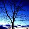 Walnut Tree