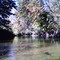 Cedar River (Gladwin) 4