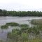 Ross Lake Beaverton, Mi wb