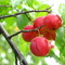Roadside Wild Plums