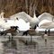 Trumpeter Swans & Their LITTLE Friends......Canada Geese