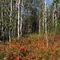 Fall Ground Cover and Birch Trees...September 21, 2010