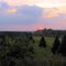 Sunset Over The Christmas Tree Farm