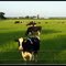 The Lazy Hazy Crazy Days Of Summer Pasture