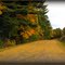 Gusty Winds Paved The Road In Gold