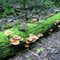 Mushrooms on mossy log