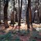 Sylvania Wilderness