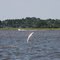 Jumping Atlantic Sturgeon, Winyah Bay, SC