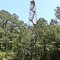 Winyah Fire Tower---st