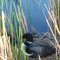 Common Loon