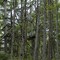 A treehouse used to support a transformer for a mine at Cougar Mountain Regional Wildland park