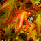 Orange Maple Leaves
