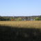 Amber waves of grain