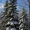Backyard Trees
