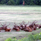 Elk Herd