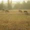 Meadow in morning