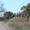 Texas Coyotes on the Fence