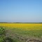 Field of Yellow Flowers