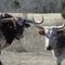 longhorns