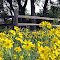 Mellow Yellow