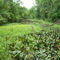 Marrow Bone Creek (Lake Conestee Nature Park consists of 300 acres on the Reedy River)