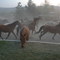 C Lazy U Ranch, Grandby, CO. 2006