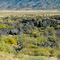 I-40 crosses the N.W. corner of the Malpais lava beds in N.M.