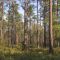 Austin Cary Memorial Forest, Alachua Co., FL