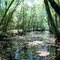 Creek -- Newnan's Lake Conservation Area