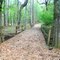 Bridge on Y/W trail -- Newnan's Lake Conservation Area