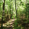 Through the cedars, Hartwick Pines State Park