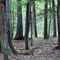 Hartwick Pines, Michigan