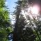 Massive old white pines-Hartwick Pines State Park
