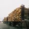 Truck piled high with pine logs heading south from Gaylord to Grayling Michigan along Interstate 75