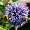" two bee or not two bee, that is the question "!